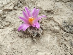 Ariocarpus kotschoubeyanus