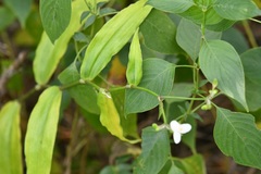 Tripogandra grandiflora