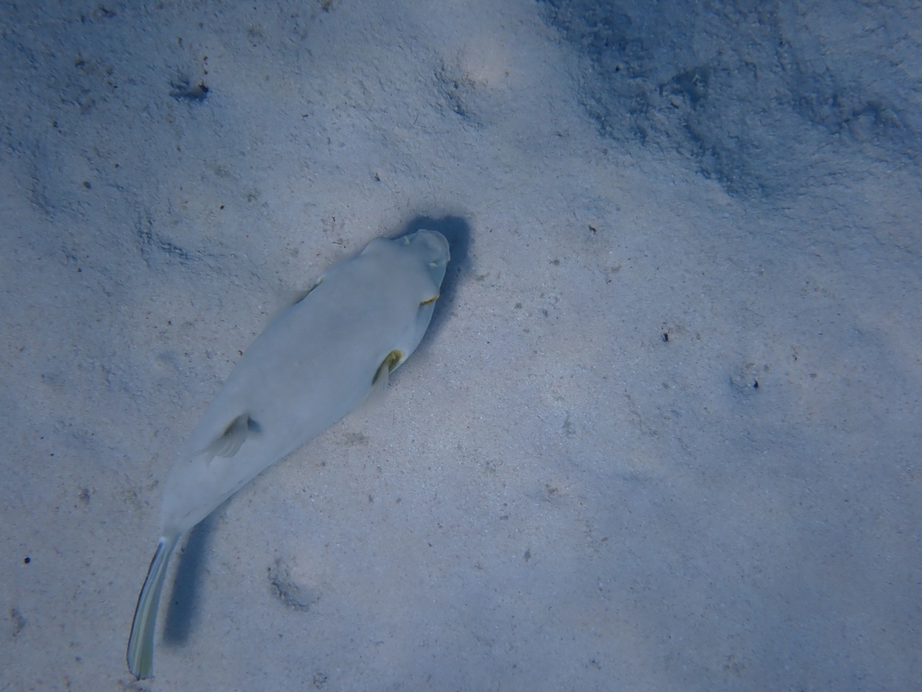 Narrow-lined toadfish