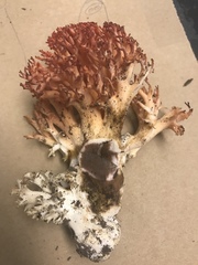 Ramaria stuntzii