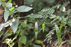 Tripogandra grandiflora