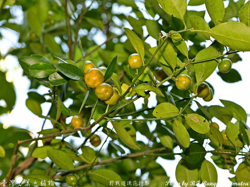 Citrus depressa iNat (2)