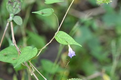 Ipomoea aristolochiifolia