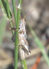 Melanoplus bowditchi