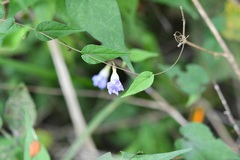 Ipomoea aristolochiifolia