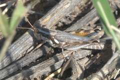 Melanoplus bowditchi