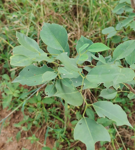 Dalbergia sissoo