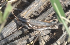Melanoplus bowditchi