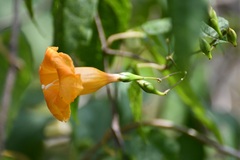 Ipomoea aurantiaca