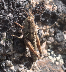 Melanoplus oregonensis