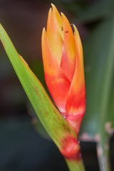Heliconia densiflora