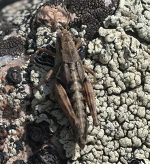 Melanoplus oregonensis