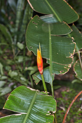 Heliconia densiflora