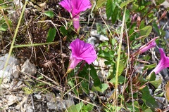 Ipomoea bernoulliana