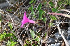 Ipomoea bernoulliana