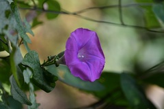 Ipomoea leucotricha