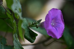 Ipomoea leucotricha