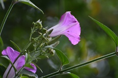 Ipomoea leucotricha