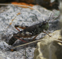 Melanoplus gothicus