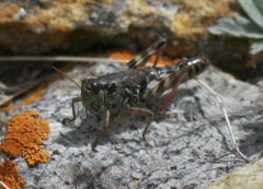 Melanoplus gothicus