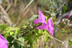 Ipomoea leucotricha