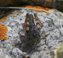 Melanoplus gothicus
