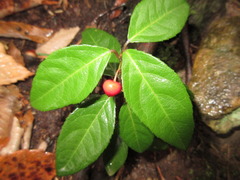 Ardisia japonica