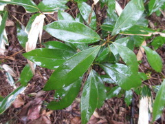 Machilus japonica