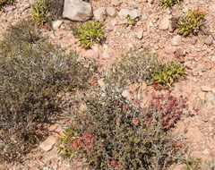 Aloe humilis, photograph (c) Noeleen du Toit, some rights reserved (CC BY-SA)