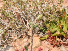 Aloe humilis, photograph (c) Noeleen du Toit, some rights reserved (CC BY-SA)