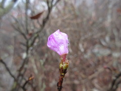 Rhododendron mucronulatum