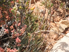Aloe humilis, photograph (c) Noeleen du Toit, some rights reserved (CC BY-SA)