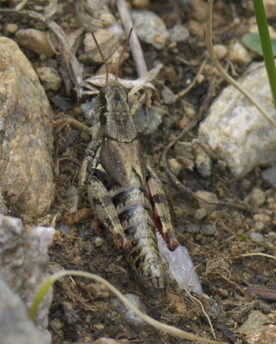 Melanoplus gothicus
