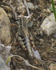 Melanoplus gothicus