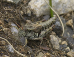 Melanoplus gothicus