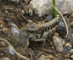 Melanoplus gothicus
