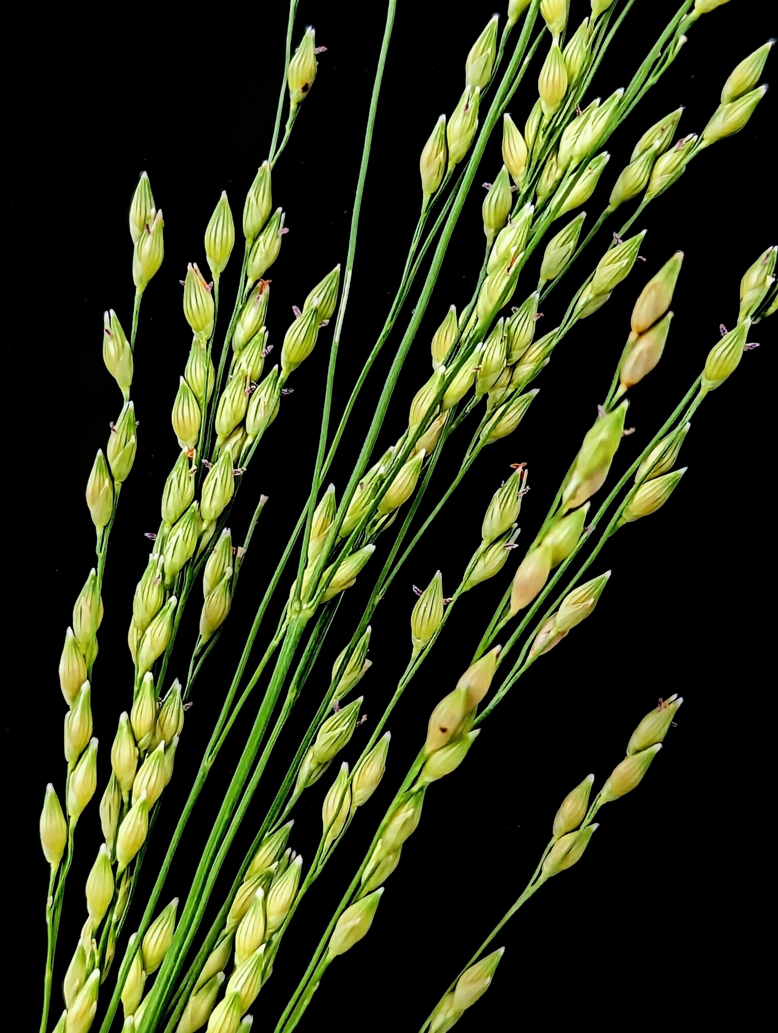 Panicum hirticaule var. hirticaule