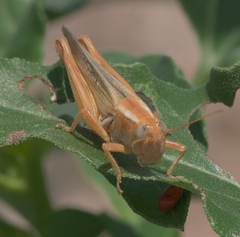 Melanoplus packardii