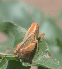 Melanoplus packardii