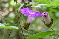 Ipomoea villifera