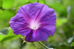 Ipomoea villifera