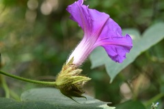 Ipomoea villifera