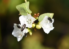 Acmaeodera loei