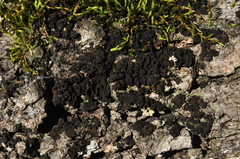 Collema subflaccidum