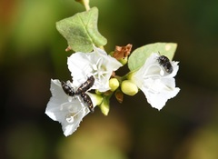 Acmaeodera loei