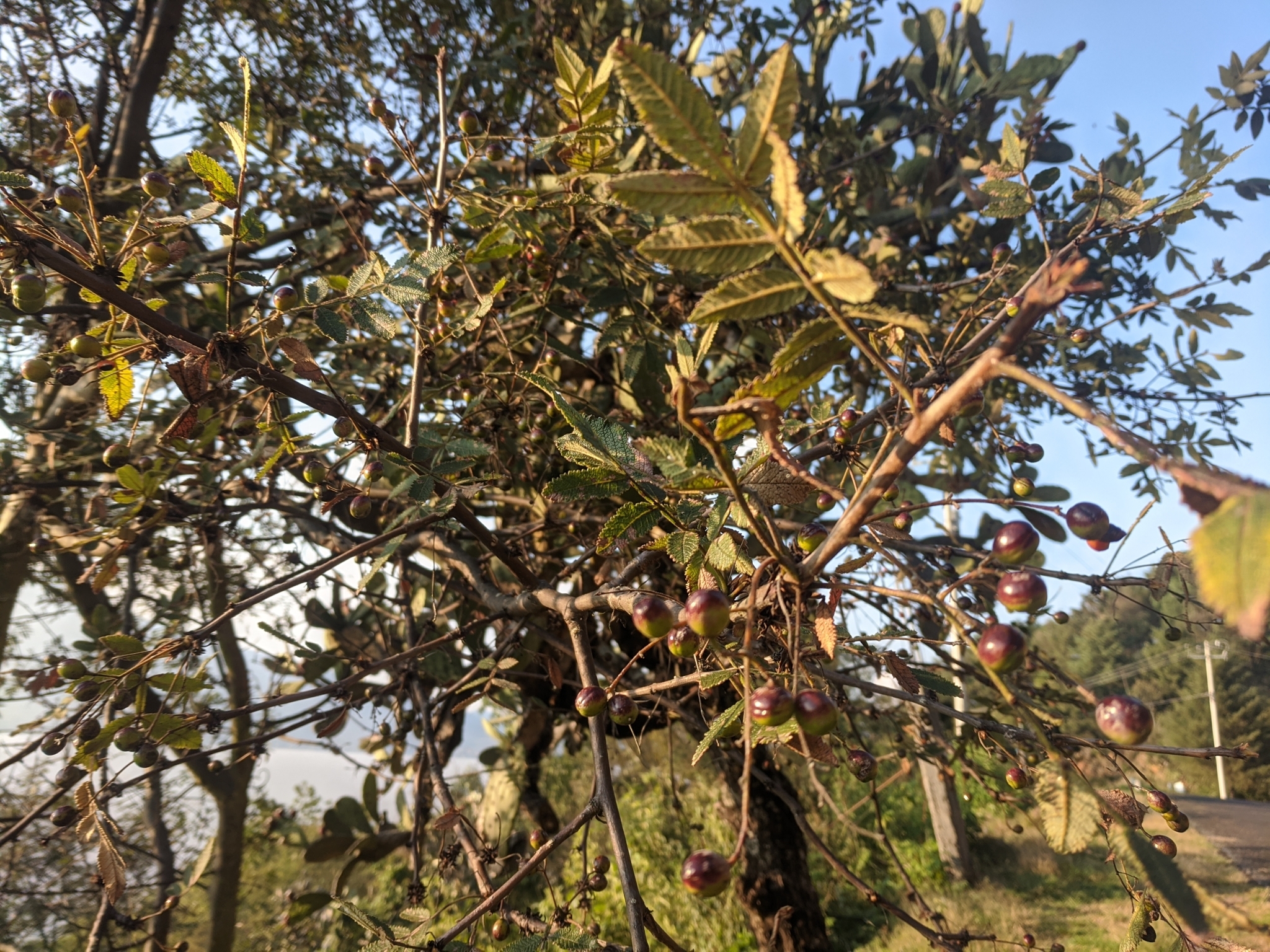 Bursera copallifera LARGE Oaxaca Copal Blanco Medicinal Shamanic Thick Stem authentic Well Rooted Live Plant 4” Pot