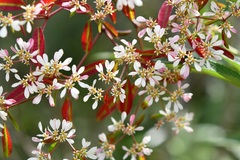 Euphorbia leucocephala