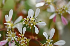 Euphorbia leucocephala