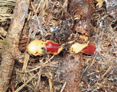 Arthurdendyus testaceus