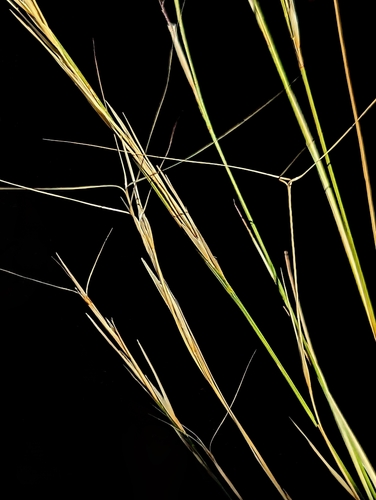 Aristida californica var. glabrata